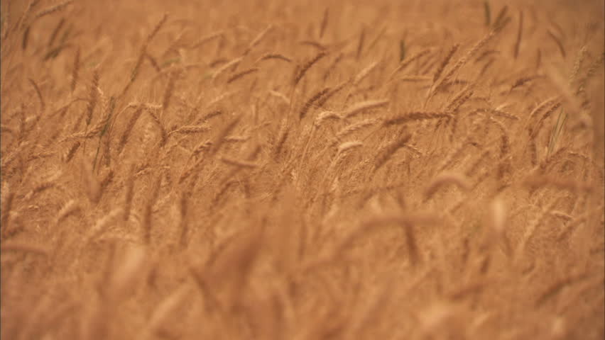 Wheat blowing in wind at harvest. Close-up with narrow depth of field