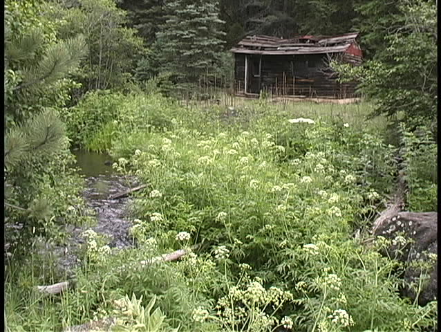 A gurgling stream runs in front of an old broken down shack in a meadow in front of some deeper woods.