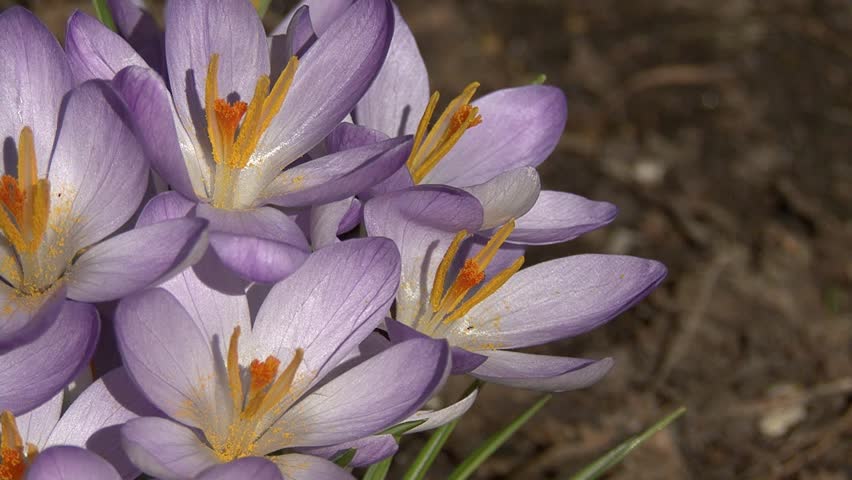 crocus and bee 4