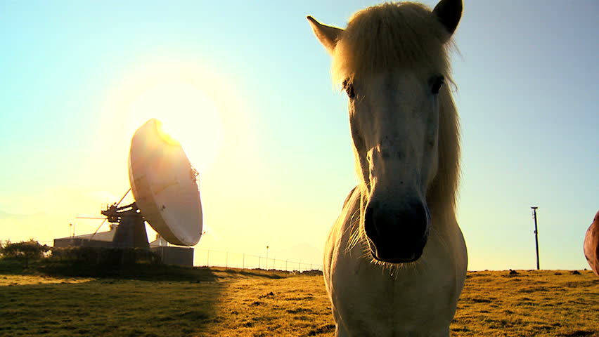 Powerful radio telescope (VLA) & wild horses on a remote grassy plain 60 FPS