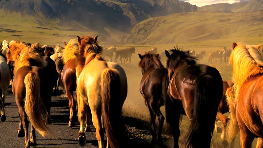 Herd of wild horses moving alongside a tarmac country road 60 FPS