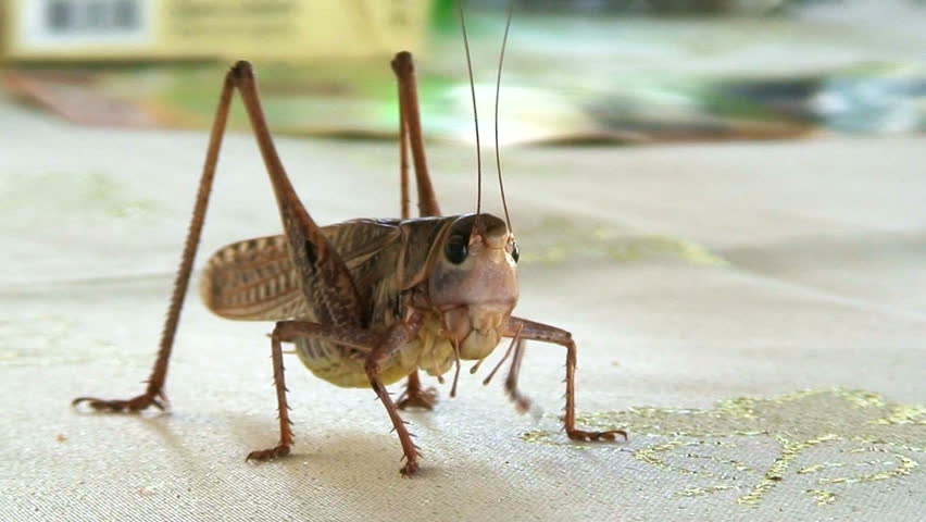 Close up of a large cricket eating