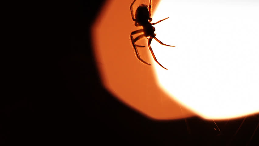 spider