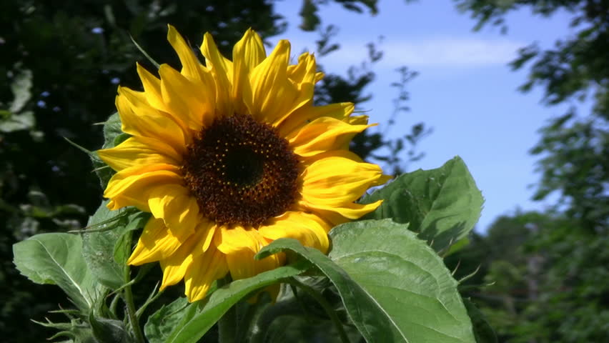 Sunflower in the wind