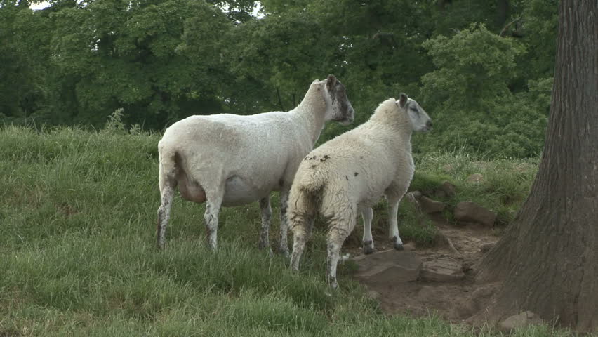 Ewe and her lamb stand. HD.