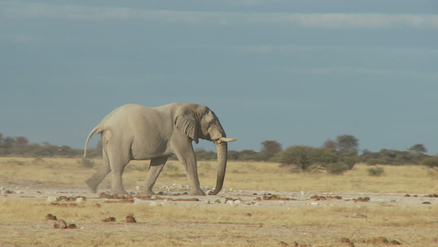 A lone bull elephant strides across the pans picking up dust with his trunk and blowing across his head