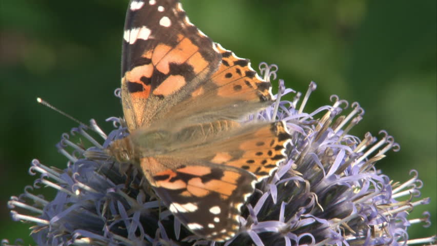 Painted Lady butterfly with opened wings is suckling nectar by proboscis from violet flower.