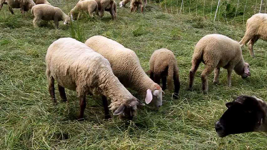 Grazing flock of Sheeps on a green meadow 