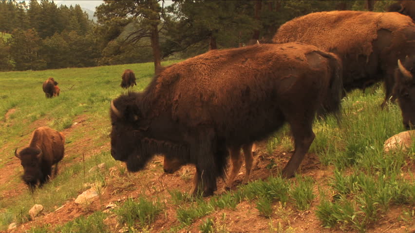 1113 Bison Grazing Ranch Land with Calves. Buffalo & lush spring field grasses. Great for themes of domesticated animals, ranching, food production, nature, American culture, seasonal, animal babies.