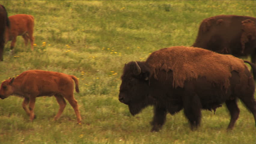 1113 Bison Grazing Ranch Land with Calves. Buffalo & lush spring field grasses. Great for themes of domesticated animals, ranching, food production, nature, American culture, seasonal, animal babies.