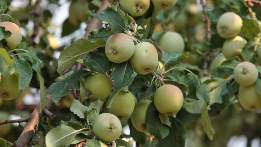 Yellow and green apples on a tree in a gentle breeze. Fresh fruit in a farm garden orchard.