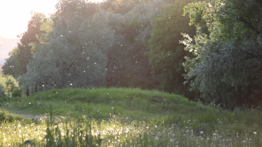 dandelion fluff flying with the forest on background 