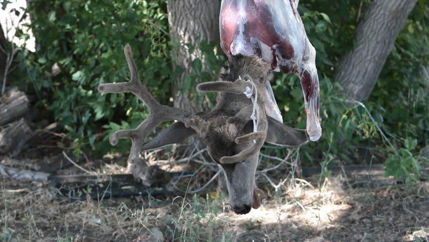 Dead mule deer hanging from a tree after being shoot with bow and arrow during a hunt. Hunter skinning fur and hide from neck. Sport and recreation in many parts of the world. Some consider it cruel.