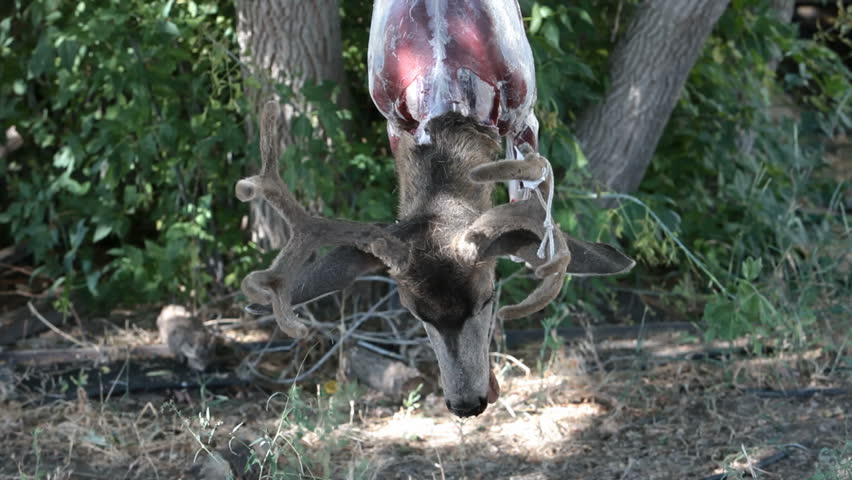 Hunter skinning the shoulders of a dead mule deer hanging from a tree after being shoot with a bow and arrow during a hunt. Fresh killed. Sport and recreation. Some consider it cruel.