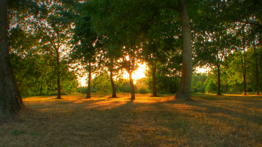 Sunset beams through trees in park, HD motorized time lapse clip, high dynamic range imaging