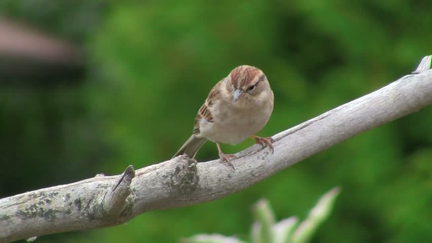 sparrow