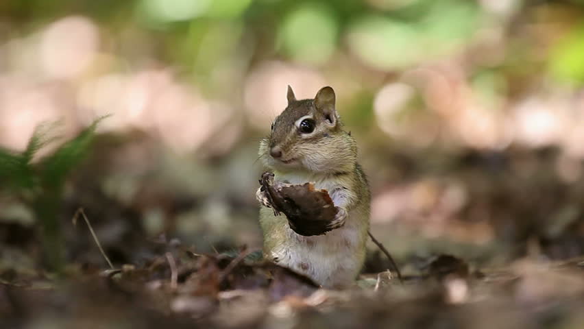 Adult female chipmunk energetically eating a piece of forest mushroom