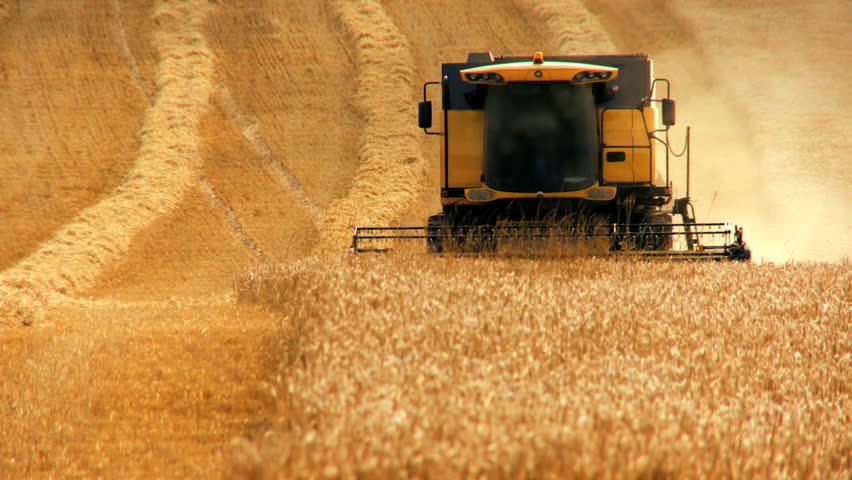 Combine harvester gathers the wheat crop