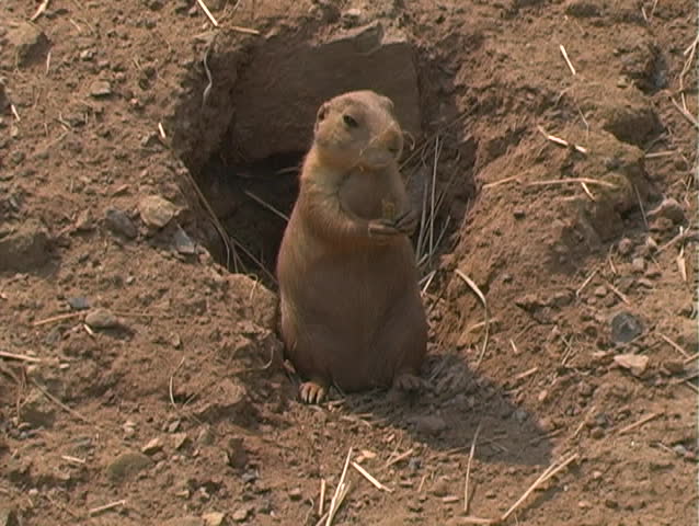 prairie dog eating by his underground hole with straw on his head