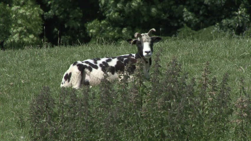 Resting ewe scratches head with rear hoof. HD.