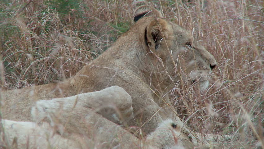 A lion sitting with its pride mate gets up and moves to another position to sit alone