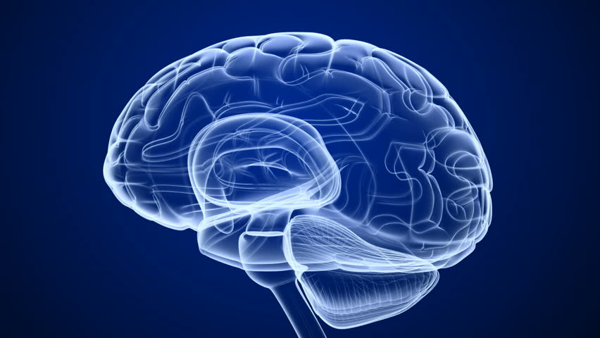 Animated X-ray Of A Brain With The Different Areas Highlighted To Make 