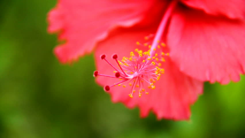 Natural video background focused on a red flower. Shallow focused on the pistil of Hibiscuit.