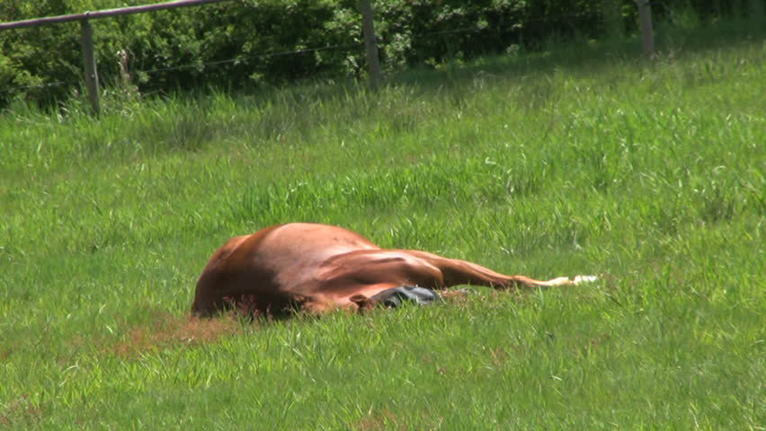 A Lazy Horse Taking A Nap In A Field Of Green Grass.