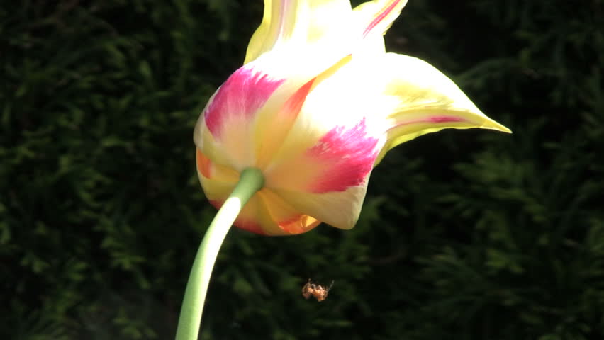 A spider makes a daring climb up onto a pretty tulip flower in springtime.