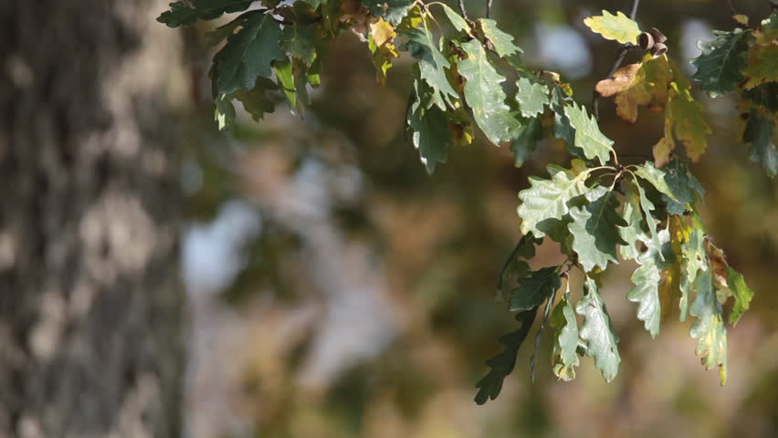 Autumn / Fall - HD footage of a majestic oak's trunk leafs (moving in the wind)