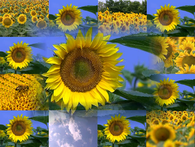 Several different plans of sunflower field, with details of plant, assembled into a whole make a harmonious design, very colorful