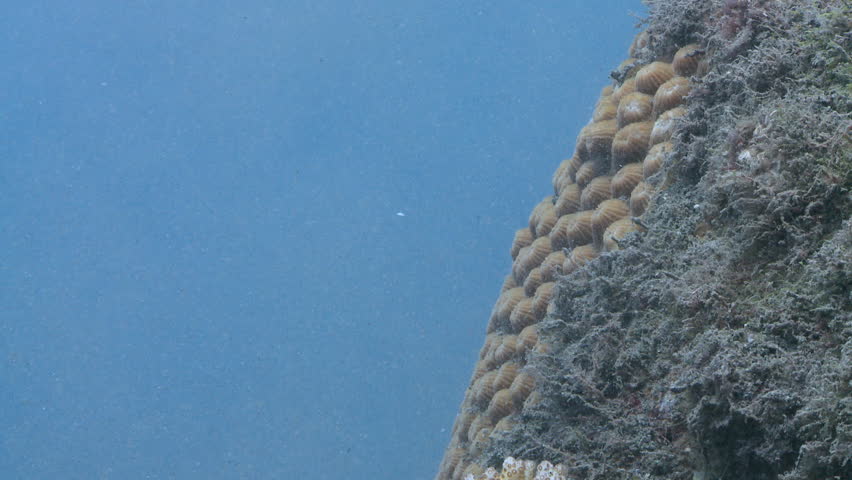 Header of Silt