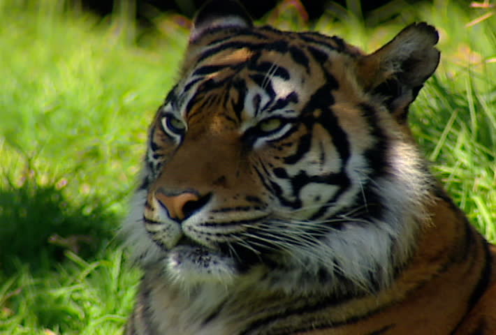 A Bengal Tiger sits in the shade.