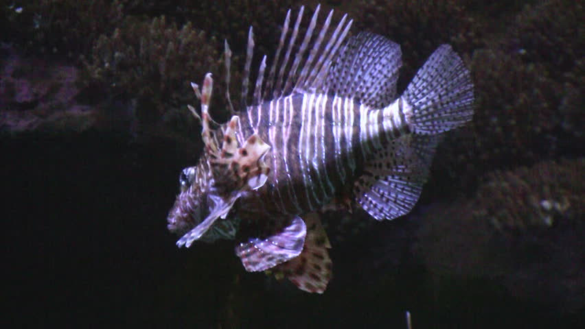 Lion fish in the sea