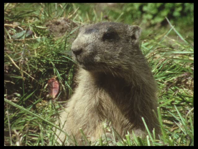 Groundhog (vintage 8 mm amateur film)
