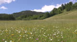 Blooming grassland in the Austrian Alps in early summer
