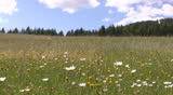 Blooming grassland in the Austrian Alps in early summer