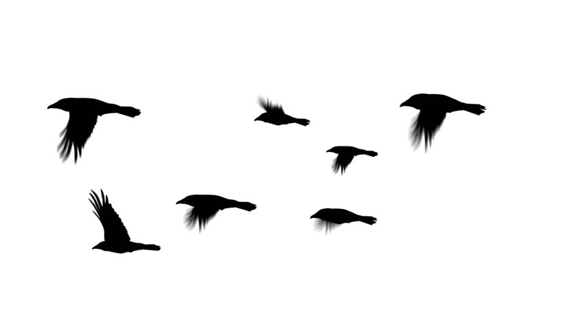 Seven crows fly together. Digitally generated and seamlessly loop-able.