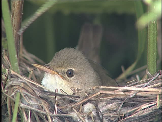 On a nest