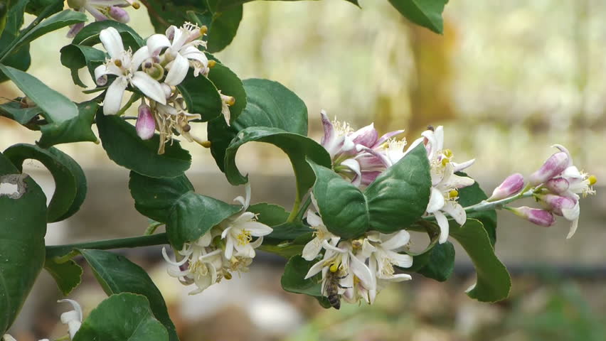 immature fruit / flower / harvest / horticulture / agriculture / cultivation / crop  Lovely green unripe fruit flower  