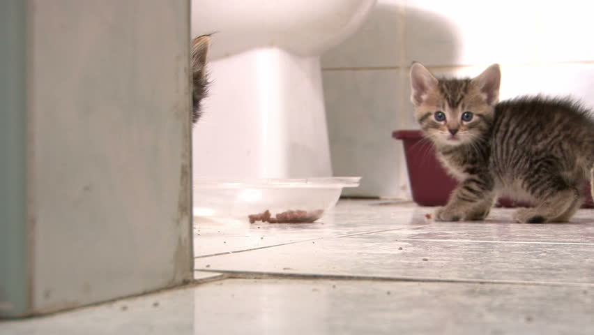 Kitten Hiding behind Wall then Hissing