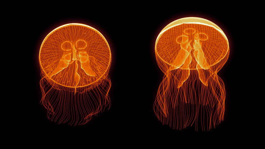 Jellyfish Nightlights looping assets isolated on a blank background.  Available in 5 colors, each color is available on a black or white background.