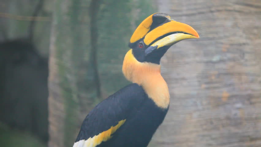 bicornis
