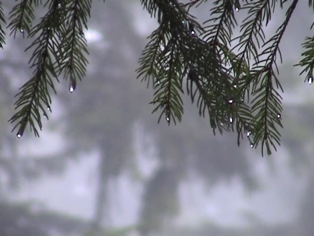 conifer needles