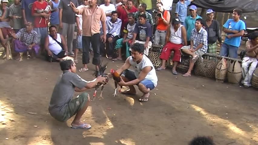 Cockfights in Amed, Bali island, Indonesia