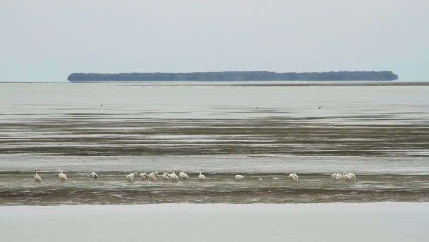 A flock of storks on a sandbar in the distance