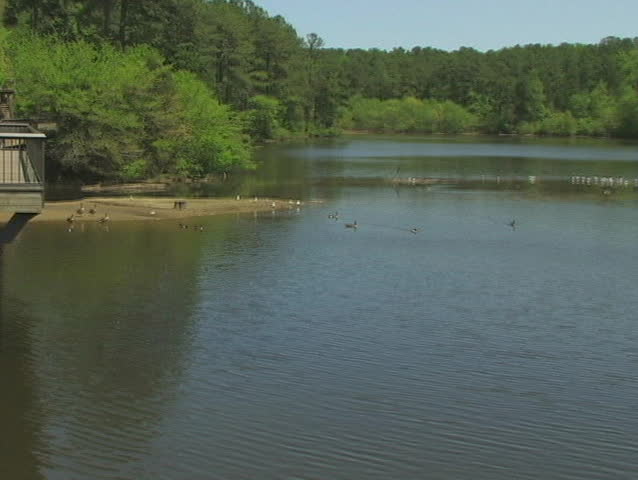 Duck and geese on lake, zoom out to revel walking bridge.