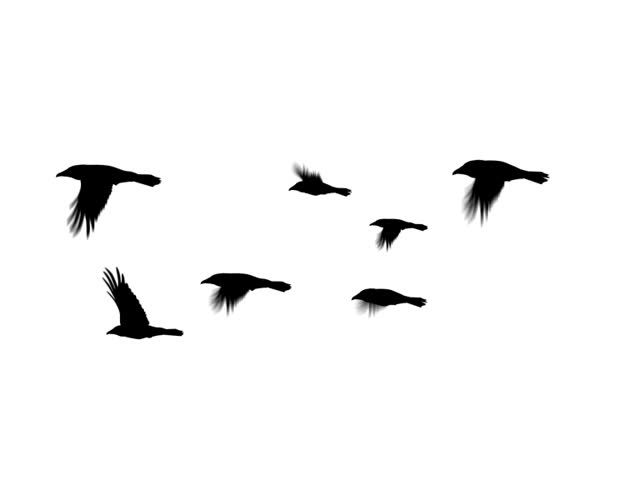 Seven crows flying together. Computer generated and seamlessly loopable. (This is a PAL version of clip 589060)