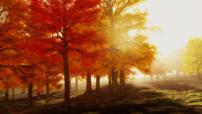 Bright Autumn Trees Sunshine Sunshine Autumn Park Red Trees Afternoon LOOP. 