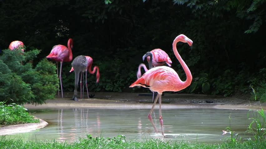Flamingo Spinning Backwards
